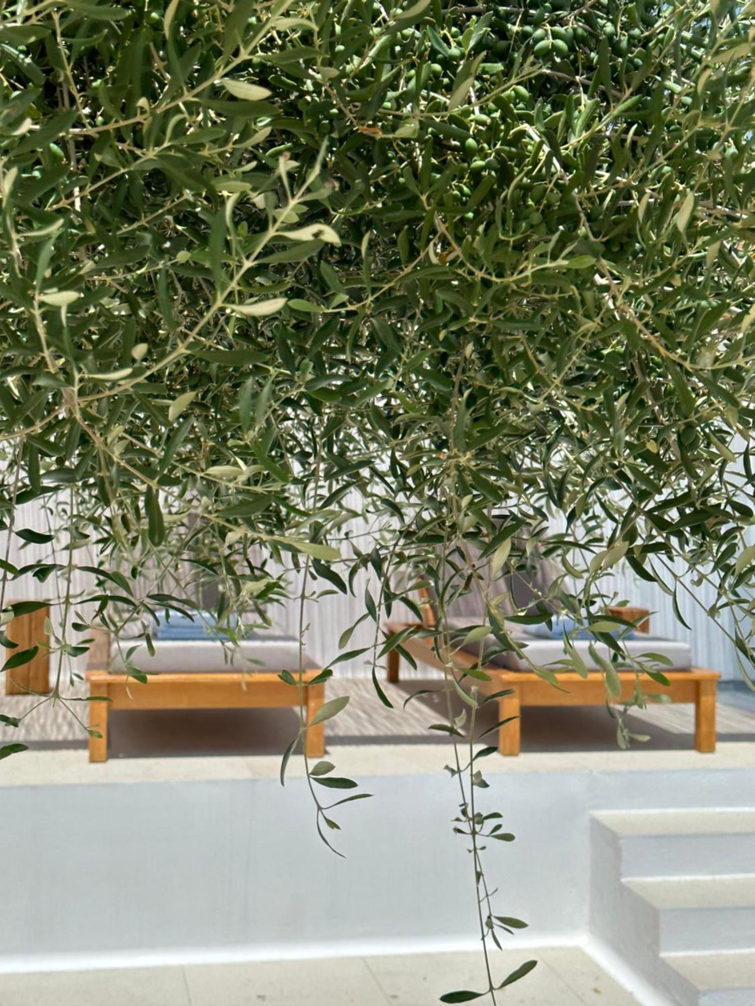 Alio Naxos Luxury Suites أجيوس جورجيوس المظهر الخارجي الصورة